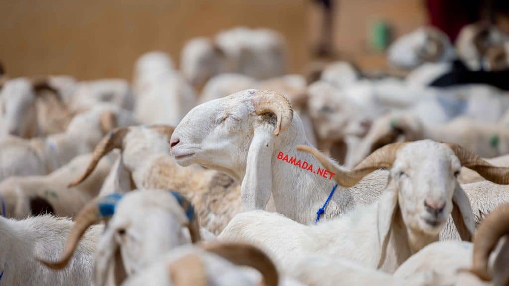 Don de moutons à nos employés
